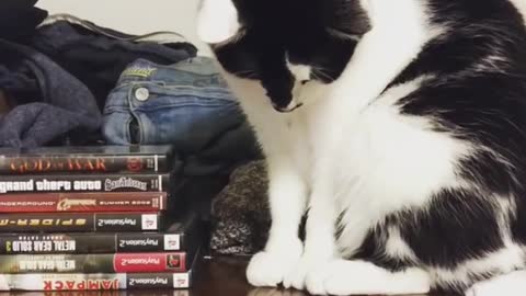 Black white cat drops coin off shelf