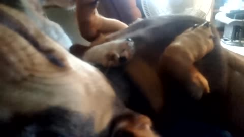 How Daschunds play.