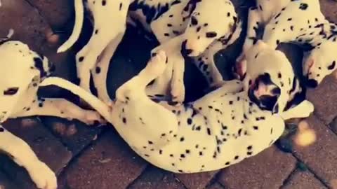 A bunch of dalmatians laying on brick floor outside