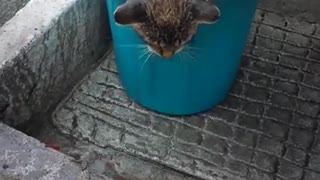 Male Cat Meowing While Mother Cleans With Fresh Water