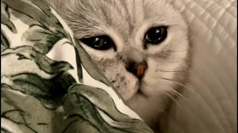 Heartbreaking Story Cat's Loneliness and Sadness!! #shorts