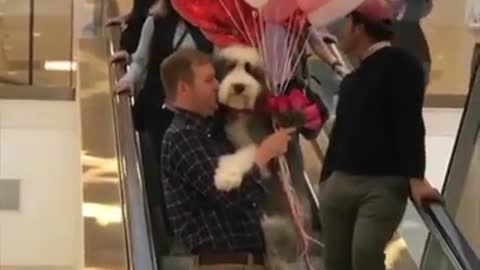 Man holds Sheepadoodle and balloons on escalator