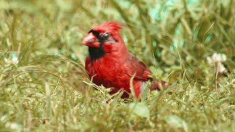 4K HDR Video – Beautiful Lovebird | Budgies and Cockatiel Birds Playing and Feeding