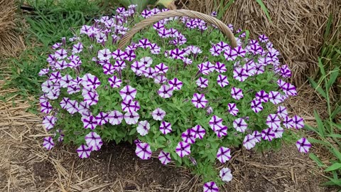 Petunias Growing in a Basket With a Hole Cut in the Bottom