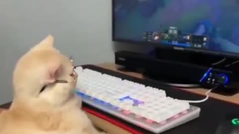 Cat Playing Pc Funny,😅😅😅