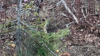 Rare Close Encounter with Endangered Northern Maine Canadian Lynx