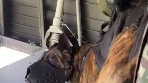Army rangers dog jumping