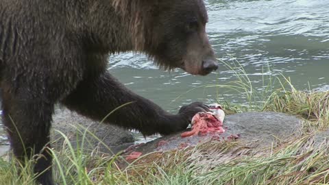 How does a bear catch a salmon