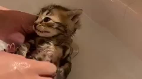 The Kittens Rath Bathtime