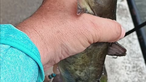 Bullhead catfish.