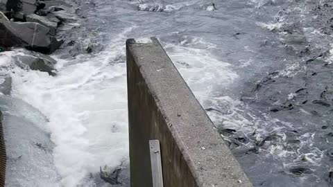 Salmon Swim to Freedom from Fish Hatchery