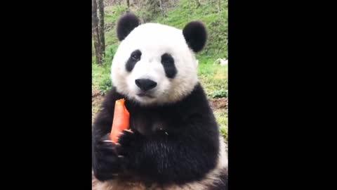 Cute panda eating carrot