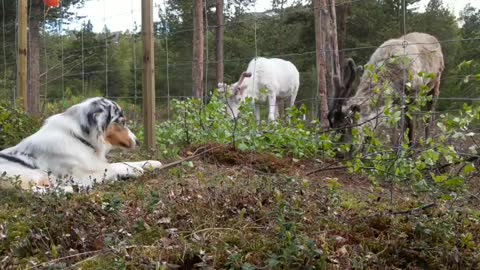 Australian Shepherd pretends to be a reindeer