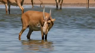 Saiga Antelopes || weird animals || trivia