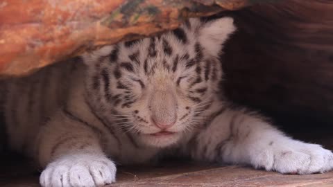 White Tiger Cub Falls Asleep