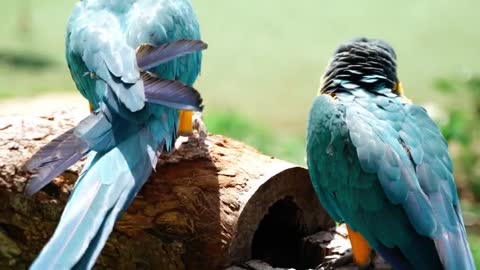 blue Macaws