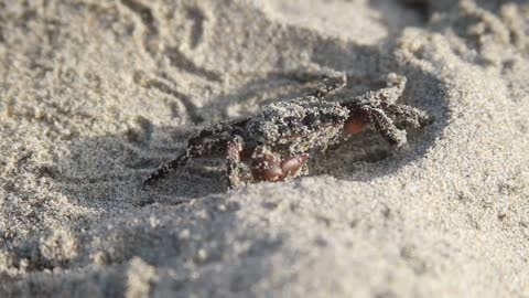 Crab Crawling Across Beach Sand