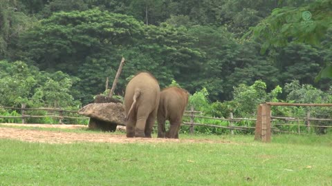 Nanny Prevent Baby Elephant Get Frustrated From Each Other - ElephantNews
