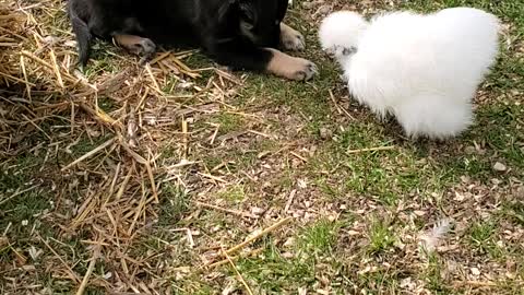 Silkie and puppy love