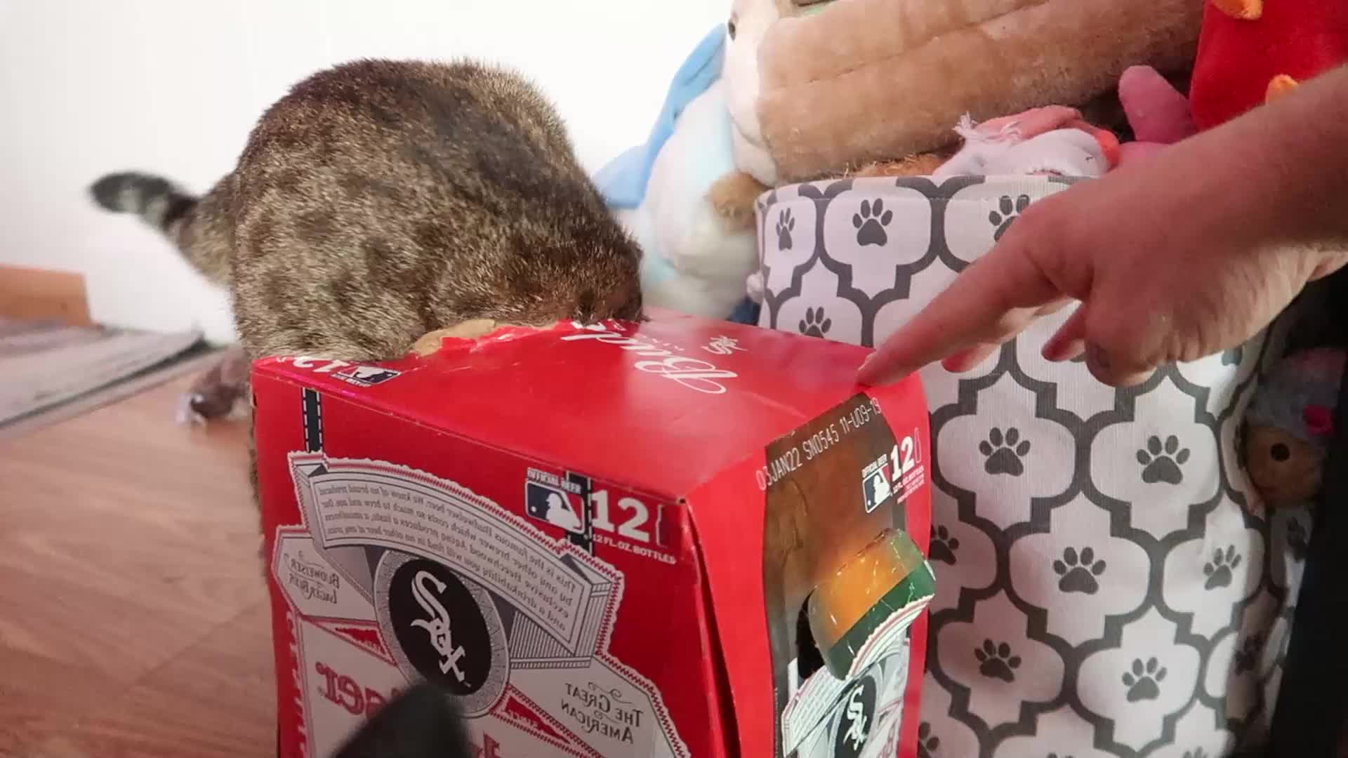 Kitty Rumble Kitty Surprises Owner!