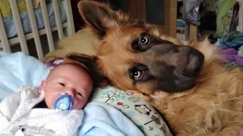 When your dog becomes a big brother - Cute Moments Dog and Human