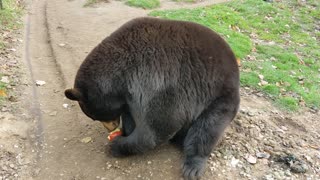 Bears Eating