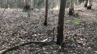 Australian Coastal Python Climbs Tree