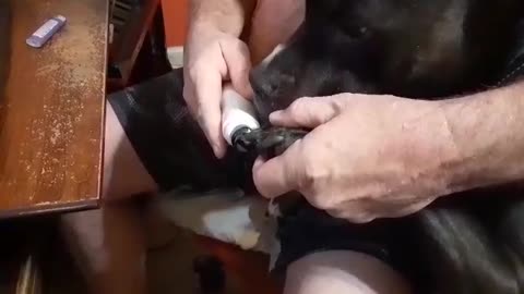 Trimming one of our dogs nails