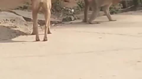Funny Dog and Monkey Goofing Around