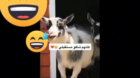 Funny Goat Video l Funny Goat's l Funny Animals l New Funny Animals