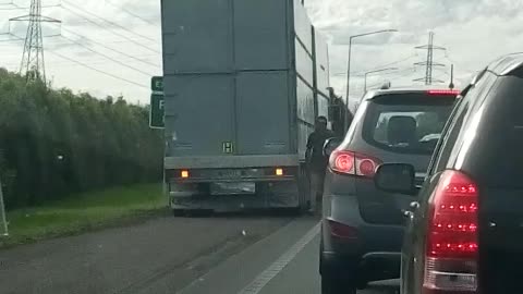 Sheep Mysteriously on Top of Semi-Truck