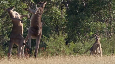 Kangaroo Fight