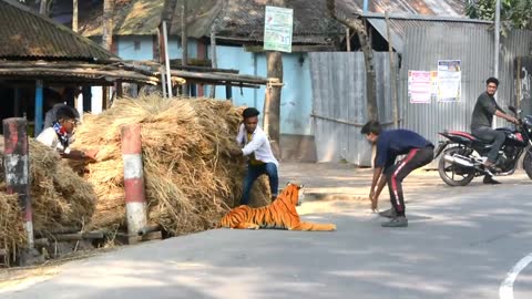 Fake tiger vs man pranks