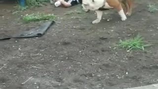 Dog Puts Kid in the Dirt