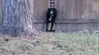 Dog tries to escape yard, gets stuck in the fence