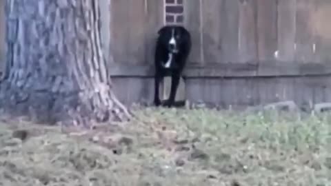 Dog tries to escape yard, gets stuck in the fence