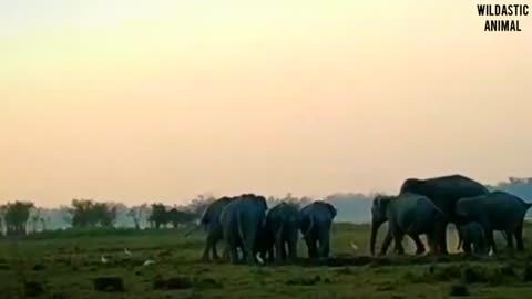 Dramatic video of elephants multiplying