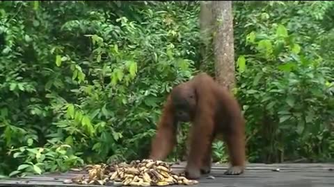 Indonesia - Kumai River and Orangutans