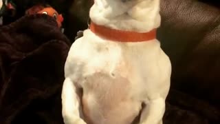 White dog with brown face sitting up on black couch