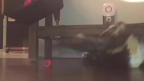Kitten wipes out trying to get toy