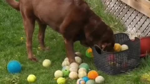 Dog basket-ball