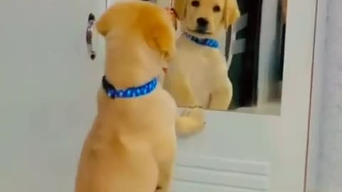 Puppy completely baffled by his mirror reflection