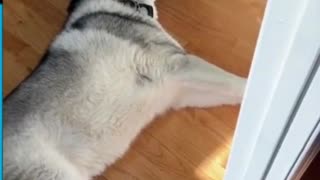 Clumsy dog