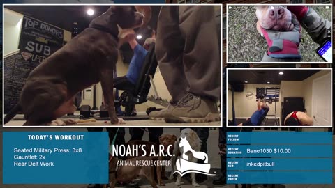 Gym Session w/Hank-a-Tank & Dufus [Week 5] - Boulder Shoulders // Animal Rescue Stream :)