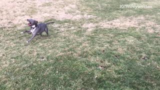 Gray dog running in slow motion