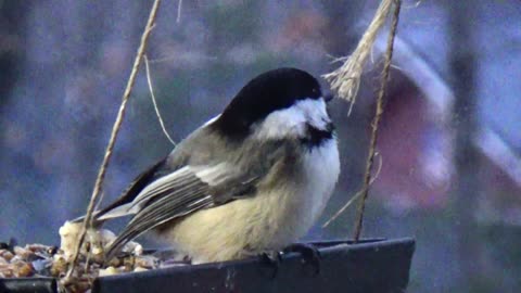 Chickadee