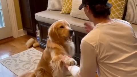 Brilliant dog video