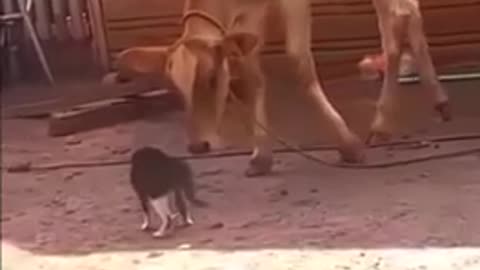Funny cat and cow playing video Wach 😂😂😂