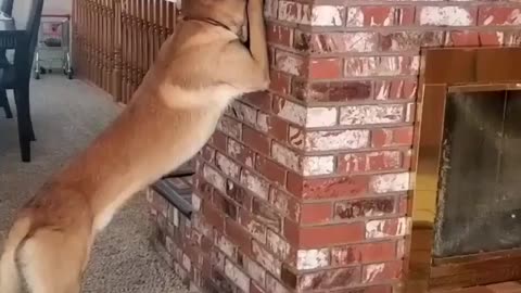 Aww... Dog playing hide and seek with little girl😍