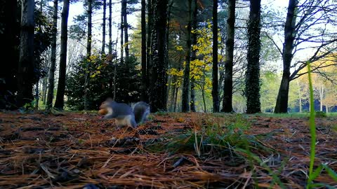 Squirrel playing in forest